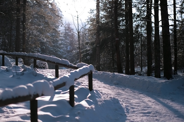 Winterlicher Scheulingwald in Mayrhofen © Hotel Garni Glück auf